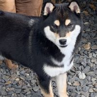 Naissance de 3 magnifiques chiots shiba #3