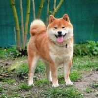 Naissance de 3 magnifiques chiots shiba #4