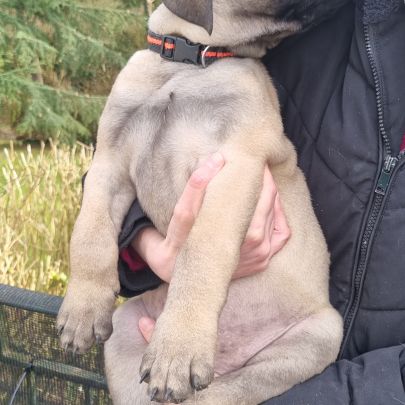 Chiot bullmastiff #1