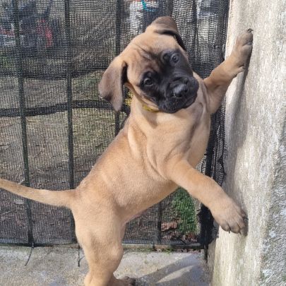 Chiot bullmastiff #2