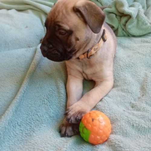 Chiot bullmastiff #3