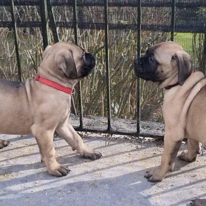 Chiot bullmastiff #7