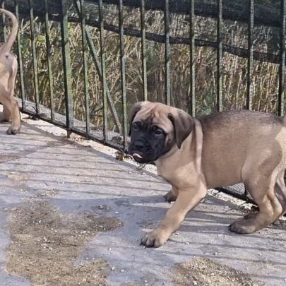 Chiot bullmastiff #8