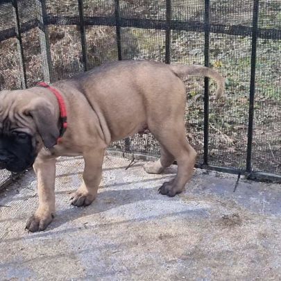 Chiot bullmastiff #9