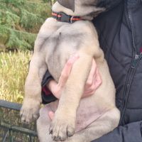 Chiot bullmastiff #1