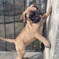 Chiot bullmastiff #2