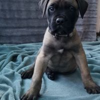 Chiot bullmastiff #4