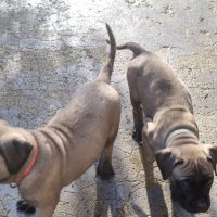 Chiot bullmastiff #5