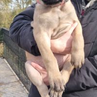 Chiot bullmastiff #6