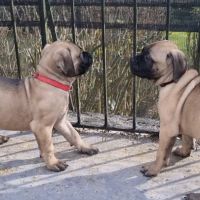 Chiot bullmastiff #7