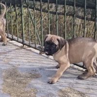 Chiot bullmastiff #8