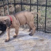 Chiot bullmastiff #9