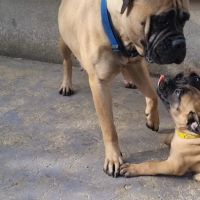 Chiot bullmastiff #0