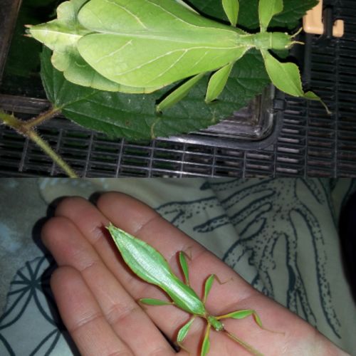 Oeufs de phasmes feuilles #2