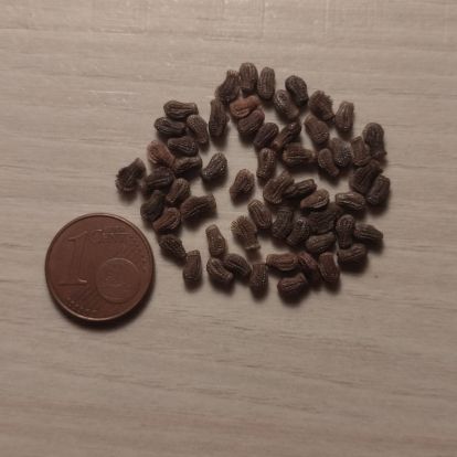 Oeufs de phasmes feuilles #3