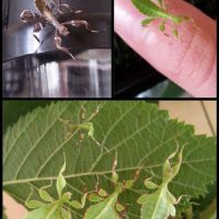 Oeufs de phasmes feuilles #0