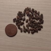 Oeufs de phasmes feuilles #3