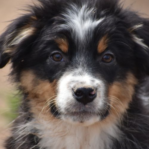 Magnifiques chiots berger australien lof #1