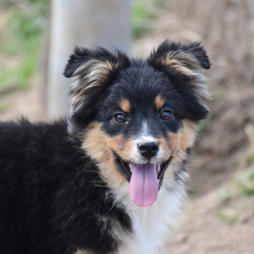 Magnifiques chiots berger australien lof #3