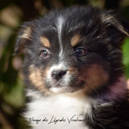 Magnifiques chiots berger australien lof #7