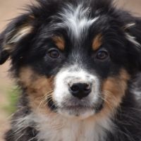 Magnifiques chiots berger australien lof #1