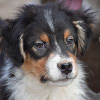 Magnifiques chiots berger australien lof #2