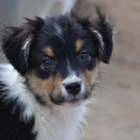 Magnifiques chiots berger australien lof #4