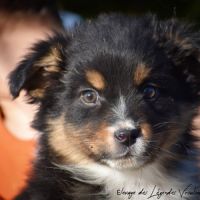 Magnifiques chiots berger australien lof #6