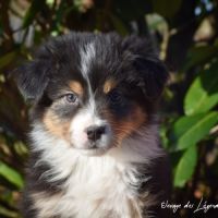 Magnifiques chiots berger australien lof #8