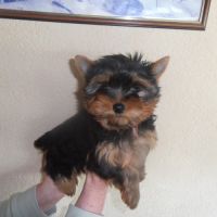 Chiots type yorkshire