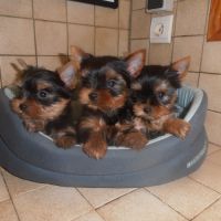 Chiots type yorkshire #2