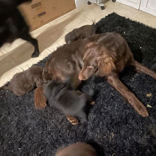 Vends chiots flat coated retriever #1