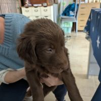 Vends chiots flat coated retriever #3