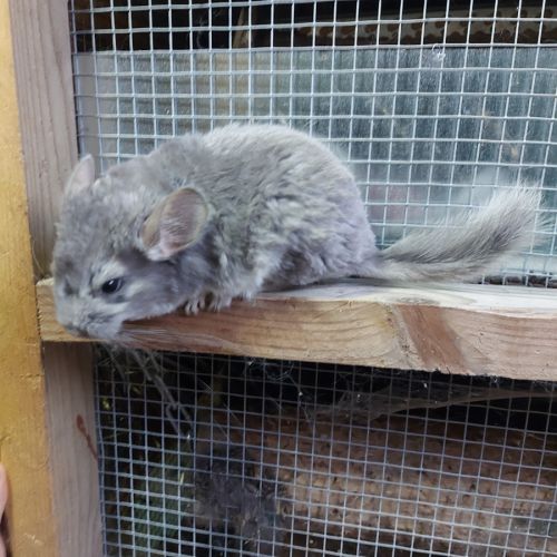 Chinchilla males #1