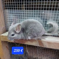 Chinchilla males #0