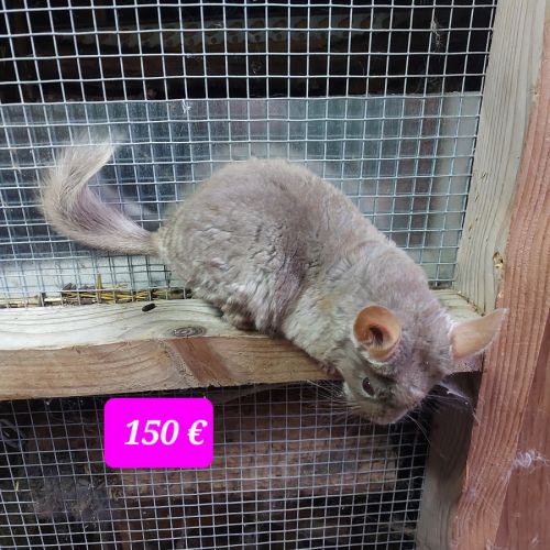 Chinchillas femelles #2