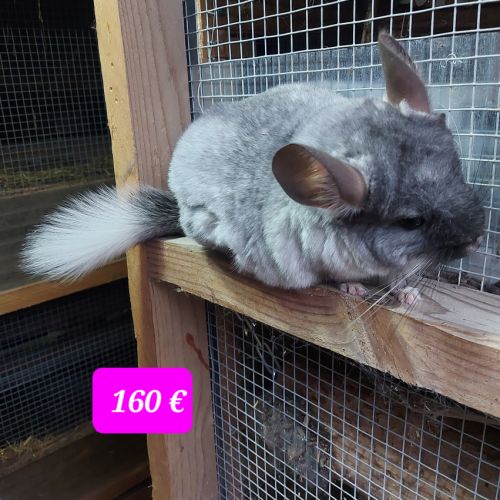Chinchillas femelles #3