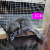 Chinchillas femelles