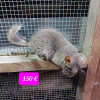 Chinchillas femelles #2