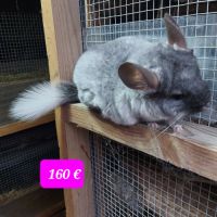 Chinchillas femelles #3