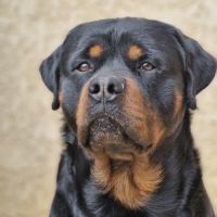 Rottweiler chiots à reserver #1