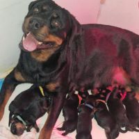 Rottweiler chiots à reserver #3