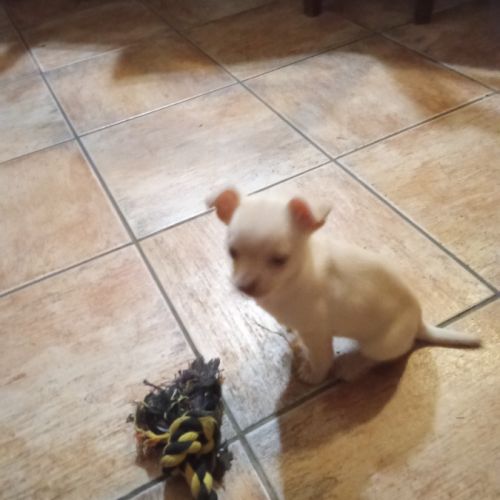 Chiot chihuahua à vendre #1