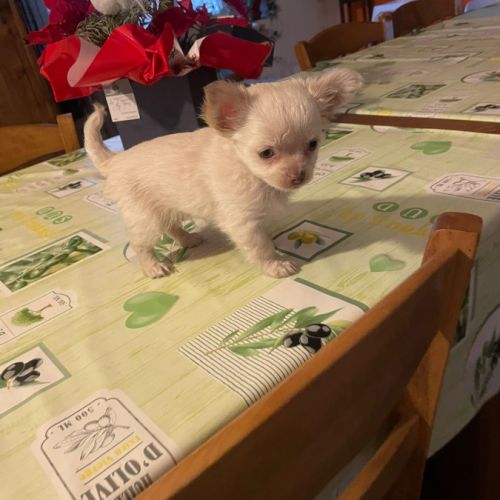 Chiot chihuahua à vendre #4