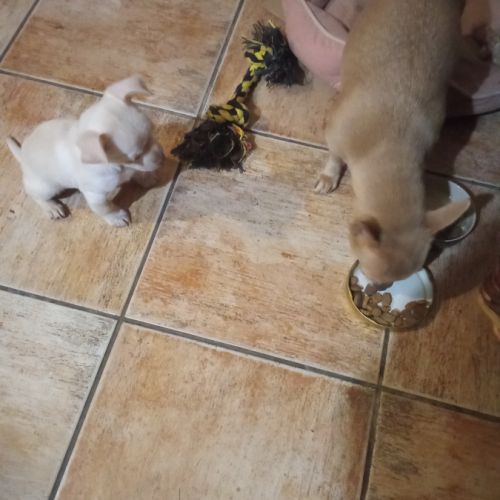 Chiot chihuahua à vendre #5