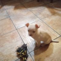 Chiot chihuahua à vendre #1