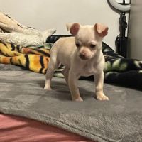 Chiot chihuahua à vendre #2