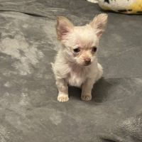 Chiot chihuahua à vendre