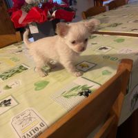 Chiot chihuahua à vendre #4