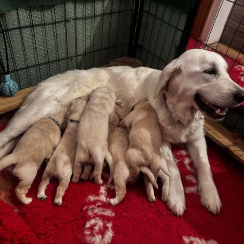 Chiots golden retriever lof #1